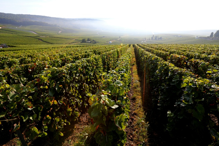 Le vignoble de Champagne à Hautvillers, le 22 septembre 2016 dans la Marne ( AFP / FRANCOIS NASCIMBENI )