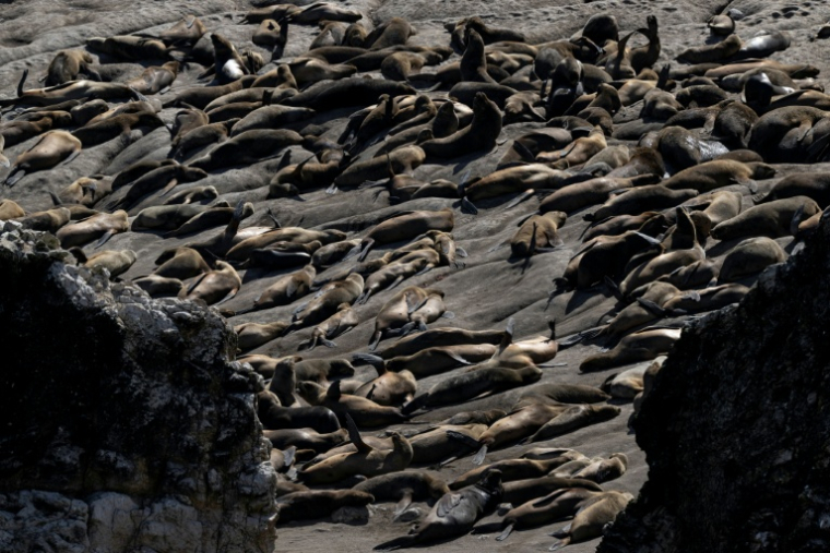 Des lions de mer à la réserve nationale de Punta San Juan de Marcona, dans le département d'Ica, dans le sud du Pérou, le 29 septembre 2025 ( AFP / Ernesto BENAVIDES )