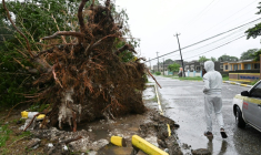 Un arbre déraciné par les vents à Saint Catherine, après l'arrivée de l'ouragan Melissa en Jamaïque, le 28 octobre 2025 ( AFP / Ricardo Makyn )