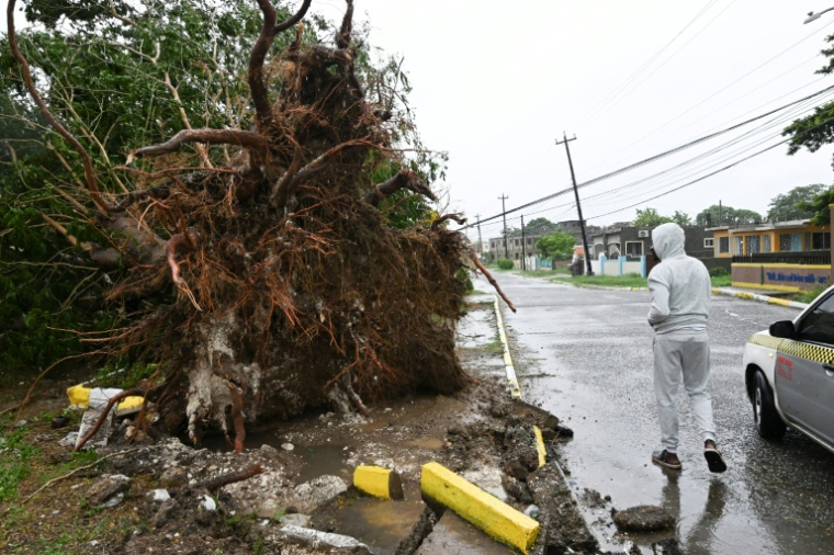 Un arbre déraciné par les vents à Saint Catherine, après l'arrivée de l'ouragan Melissa en Jamaïque, le 28 octobre 2025 ( AFP / Ricardo Makyn )
