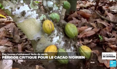 Côte d'Ivoire : la filière cacao dans une situation critique avec la chute des ventes