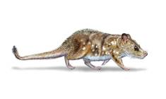 Illustration de Mauricio Alvarez et obtenue auprès de l'Université du Chili le 11 août 2025, représentant un Yeutherium pressor, un petit mammifère de la taille d'une souris qui a côtoyé les dinosaures ( Universidad de Chile / - )