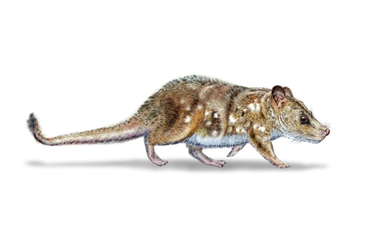 Illustration de Mauricio Alvarez et obtenue auprès de l'Université du Chili le 11 août 2025, représentant un Yeutherium pressor, un petit mammifère de la taille d'une souris qui a côtoyé les dinosaures ( Universidad de Chile / - )