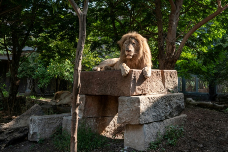Des lions dans un enclos du centre Vantara de sauvetage et de conservation de la faune, le 25 septembre 2026 à Jamnaga, en Inde ( AFP / Punit PARANJPE )