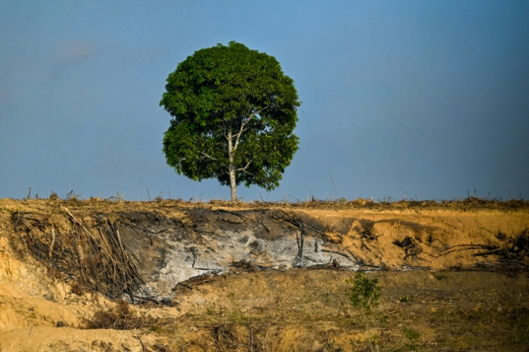 Le déboisement d'une nouvelle zone de plantation de palmiers à huile à Lamno, dans la province d'Aceh, le 18 janvier 2026 en Indonésie ( AFP / CHAIDEER MAHYUDDIN )
