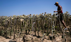 Un agriculteur italien inspecte un champ de tournesols grillée par la chaleur à Bene Vagienna, un village près de Cuneo, dans le nord-ouest de l'Italie, le 6 août 2026 ( AFP / Marco Bertorello )