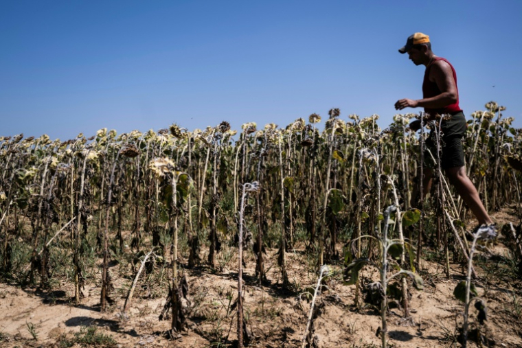 Un agriculteur italien inspecte un champ de tournesols grillée par la chaleur à Bene Vagienna, un village près de Cuneo, dans le nord-ouest de l'Italie, le 6 août 2026 ( AFP / Marco Bertorello )