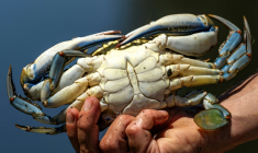 Un crabe bleu (Callinectes sapidus), qui sera analysé, mesuré et pesé au laboratoire de l'Institut méditerranéen d'océanographie (MIO) de Marseille, à Hyères, le 28 mai 2026 dans le Var ( AFP / MIGUEL MEDINA )