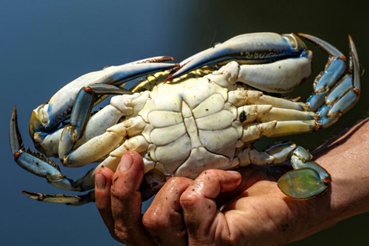 Un crabe bleu (Callinectes sapidus), qui sera analysé, mesuré et pesé au laboratoire de l'Institut méditerranéen d'océanographie (MIO) de Marseille, à Hyères, le 28 mai 2026 dans le Var ( AFP / MIGUEL MEDINA )
