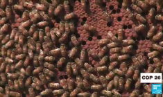 Sécheresse en Sicile : le cri d'alerte des apiculteurs à l'heure de la COP26