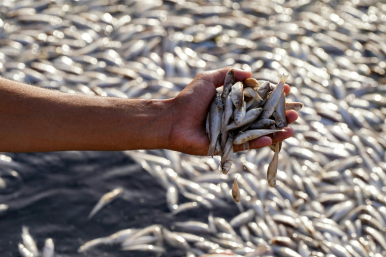 Des poissons morts dans le marais d'Ibn Najm, près de Najaf, dans le centre de l'Irak, le 1er juin 2025 ( AFP / Qassem al-KAABI )