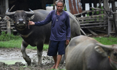 Samuan Niratpai s'occupe de ses buffles quelques jours après avoir refusé d'évacuer son village, dans la province frontalière thaïlandaise de Surin, le 27 juillet 2025 ( AFP / Lillian SUWANRUMPHA )
