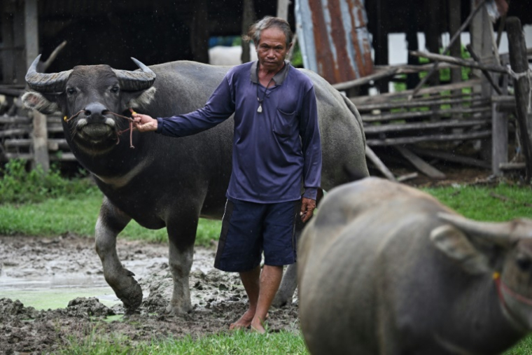 Samuan Niratpai s'occupe de ses buffles quelques jours après avoir refusé d'évacuer son village, dans la province frontalière thaïlandaise de Surin, le 27 juillet 2025 ( AFP / Lillian SUWANRUMPHA )