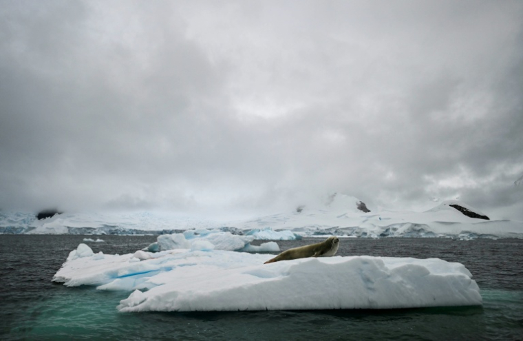Le continent de glace de 14 millions de km2 - plus grand que l'Europe - est protégé par le traité sur l'Antarctique, signé en 1959  ( AFP / Juan BARRETO )