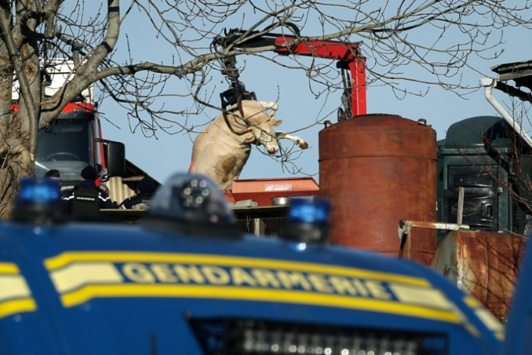 Des gendarmes assistent à l'enlèvement de la carcasse d'une vache dans une exploitation agricole touchée par la dermatose nodulaire contagieuse (DNC) aux Bordes-sur-Arize, le 12 décembre 2025 en Ariège ( AFP / Valentine CHAPUIS )