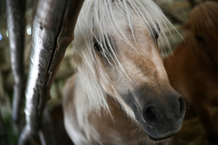 Un poney de la ferme équestre de Bois Guilbert, en Seine-Maritime, le 1er juillet 2025 ( AFP / Lou BENOIST )