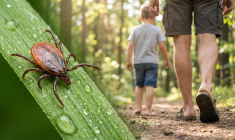 Quelques précautions peuvent permettre de se protéger des piqûres de tiques Ixodes ricinus, vectrices notamment de la maladie de Lyme. (crédit: Adobe Stock/photo générée par IA)