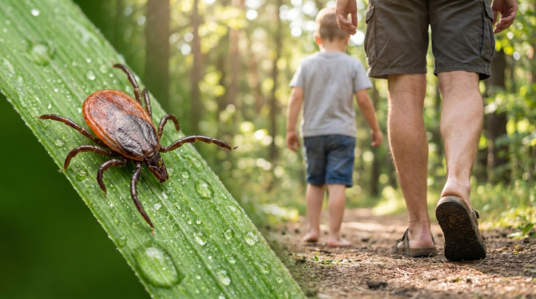 Quelques pr&eacute;cautions peuvent permettre de se prot&eacute;ger des piq&ucirc;res de tiques Ixodes ricinus, vectrices notamment de la maladie de Lyme. (cr&eacute;dit: Adobe Stock/photo g&eacute;n&eacute;r&eacute;e par IA)