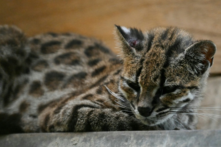 Un chat tigre Tilcayo (Leopardus tilcayo) au sanctuaire de la faune sauvage de Senda Verde, en Bolivie, le 22 septembre 2026 ( AFP / AIZAR RALDES )