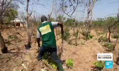 Agriculture au Togo : des fermes-écoles pour apprendre le métier sans pesticide