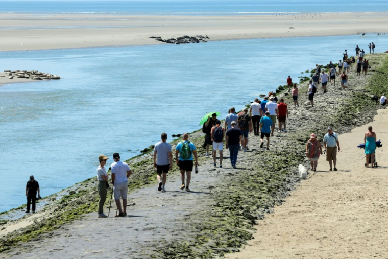 Des touristes viennent contempler des phoques dans la baie d'Authie, près de Berck-sur-Mer (Pas-de-Calais) le 26 mai 2026 ( AFP / Francois LO PRESTI )