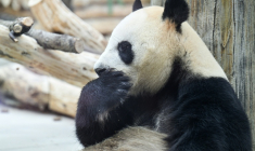 Un panda à la Base de recherche sur l'élevage des pandas géants, le 28 juin 2026 à Chengdu, dans la province chinoise du Sichuan   ( AFP / Hector RETAMAL )
