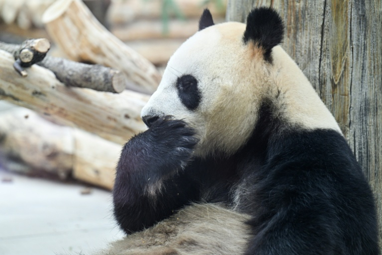 Un panda à la Base de recherche sur l'élevage des pandas géants, le 28 juin 2026 à Chengdu, dans la province chinoise du Sichuan   ( AFP / Hector RETAMAL )