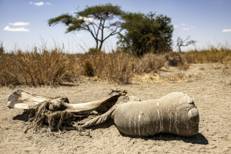 Une patte d'éléphant, reste d'une carcasse décomposée, le 12 août 2026, dans la réserve de Kimana, près du parc national kényan d'Amboseli ( AFP / SIMON MAINA )