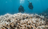 Photo prise le 12 mars 2025 et publiée le 26 mars par la Fondation Minderoo montre des plongeurs inspectant des coraux touchés par le blanchissement sur le récif de Ningaloo, au large de la côte ouest de l'Australie ( Minderoo Foundation / Violeta J Brosig )