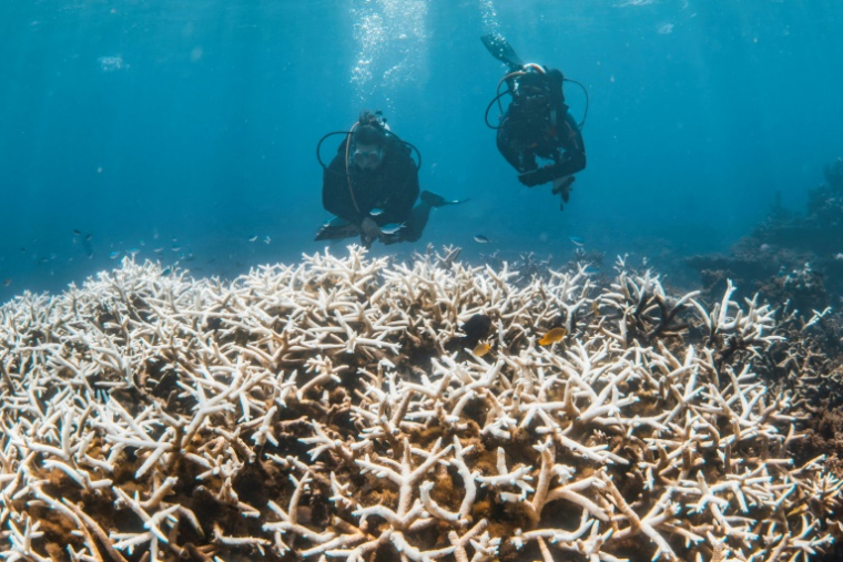 Photo prise le 12 mars 2025 et publiée le 26 mars par la Fondation Minderoo montre des plongeurs inspectant des coraux touchés par le blanchissement sur le récif de Ningaloo, au large de la côte ouest de l'Australie ( Minderoo Foundation / Violeta J Brosig )