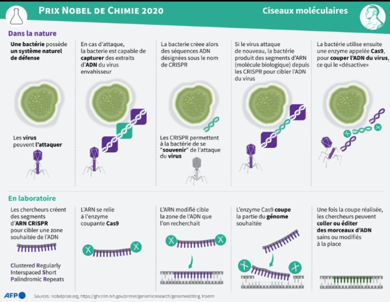 Comment fonctionne la méthode CRISPR-Cas9 qui permet de remplacer des morceaux d'ADN ( AFP / John SAEKI )