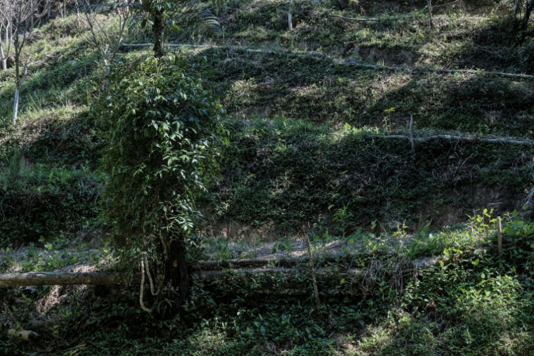 Un plant de poivrier sauvage tsiperifery, âgé de trois ans, se développe vigoureusement sur dans la forêt de Mandraka, à Madagascar, le 26 septembre 2026 ( AFP / Razafindrakoto Mamy Nirina )