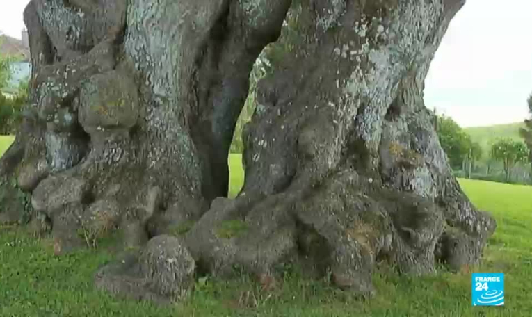 Les vertus des arbres remarquables