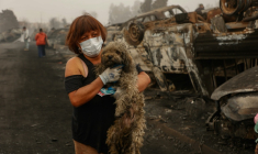Une habitante avec son chien après un incendie de forêt qui a ravagé Lirquen, près de Concepcion au Chili, le 20 janvier 2026 ( AFP / Raul BRAVO )