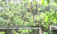 Le réchauffement climatique fait flamber les prix du chocolat