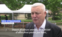 En Alsace, distribution gratuite de poules anti-gaspi