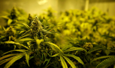 ALTRIA DISCUTE D'UN POSSIBLE RACHAT DU PRODUCTEUR DE CANNABIS CRONOS