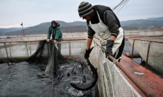 Des employés pêchent des esturgeons dans une ferme piscicole du lac de Kardzhali, dans le sud de la Bulgarie, le 4 décembre 2025 ( AFP / Nikolay DOYCHINOV )