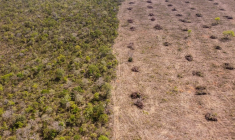 Vue aérienne de la déforestation dans le Cerrado, le 25 septembre 2023 dans l'Etat de Bahia, au Brésil ( AFP / Florence GOISNARD )