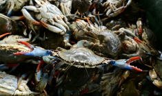 Des crabes bleus vivants, pêchés par des pêcheurs locaux dans le Pô, sont entassés dans une poubelle à Scardovari, dans le nord-est de l’Italie, le 26 juin 2026 ( AFP / Stefano RELLANDINI )