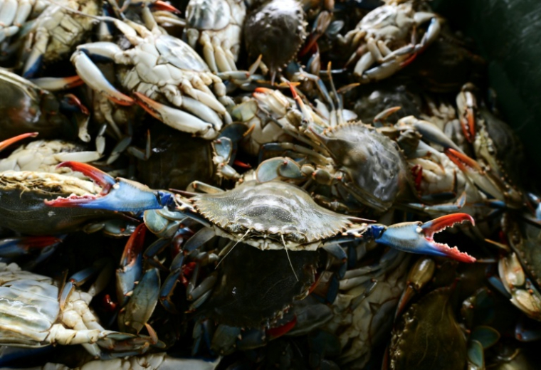 Des crabes bleus vivants, pêchés par des pêcheurs locaux dans le Pô, sont entassés dans une poubelle à Scardovari, dans le nord-est de l’Italie, le 26 juin 2026 ( AFP / Stefano RELLANDINI )