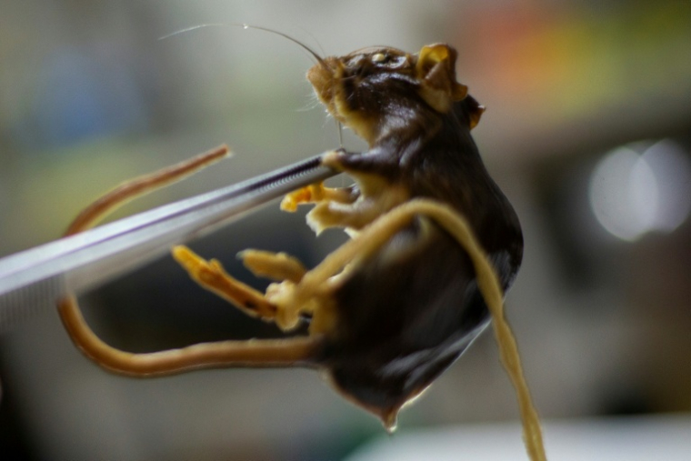 Le biologiste Raul Gonzalez Ittig tient un spécimen conservé d'un rongeur Graomys chacoensis à l'intérieur du Laboratoire de génétique de l'Université de Cordoba, en Argentine, le 13 mai 2026 ( AFP / Diego Lima )