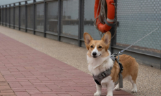Contre les colliers électriques, les mutilations ou la consanguinité, les députés européens votent jeudi sur un texte de la Commission européenne fixant des règles minimales de protection concernant l'élevage de chiens et de chats dans l'UE ( AFP / Bertha WANG )