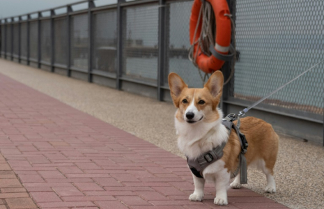 Contre les colliers électriques, les mutilations ou la consanguinité, les députés européens votent jeudi sur un texte de la Commission européenne fixant des règles minimales de protection concernant l'élevage de chiens et de chats dans l'UE ( AFP / Bertha WANG )