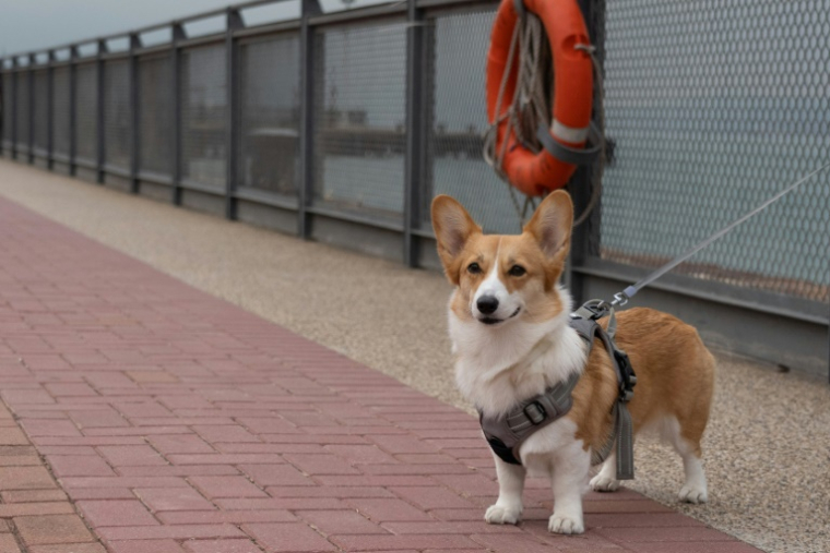 Contre les colliers électriques, les mutilations ou la consanguinité, les députés européens votent jeudi sur un texte de la Commission européenne fixant des règles minimales de protection concernant l'élevage de chiens et de chats dans l'UE ( AFP / Bertha WANG )