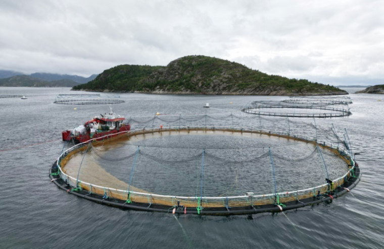 Vue aérienne d'une ferme d'élevage de saumon dans le fjord de Trondheim, le 19 juin 2025 en Norvège ( AFP / Jonathan KLEIN )