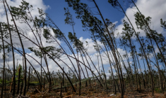 Une forêt de pins et d'eucalyptus à Marinha Grande, au Portugal, le 7 mai 2026 ( AFP / PATRICIA DE MELO MOREIRA )