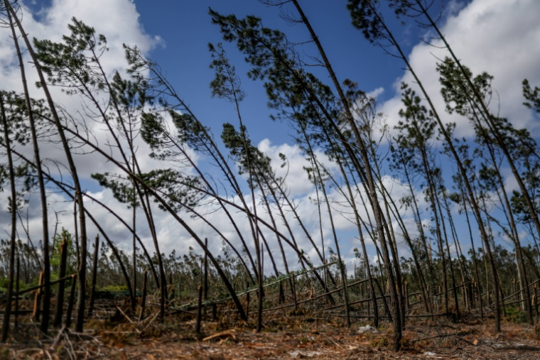 Une forêt de pins et d'eucalyptus à Marinha Grande, au Portugal, le 7 mai 2026 ( AFP / PATRICIA DE MELO MOREIRA )