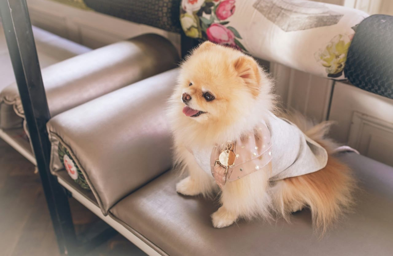Unsplash -FLOUFFY - Chiot portant un foulard de luxe, prenant la pose sur une banquette