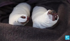 Turquie/ Syrie : les séquelles post-séisme, des rescapés souffrent du syndrome de l'écrasement